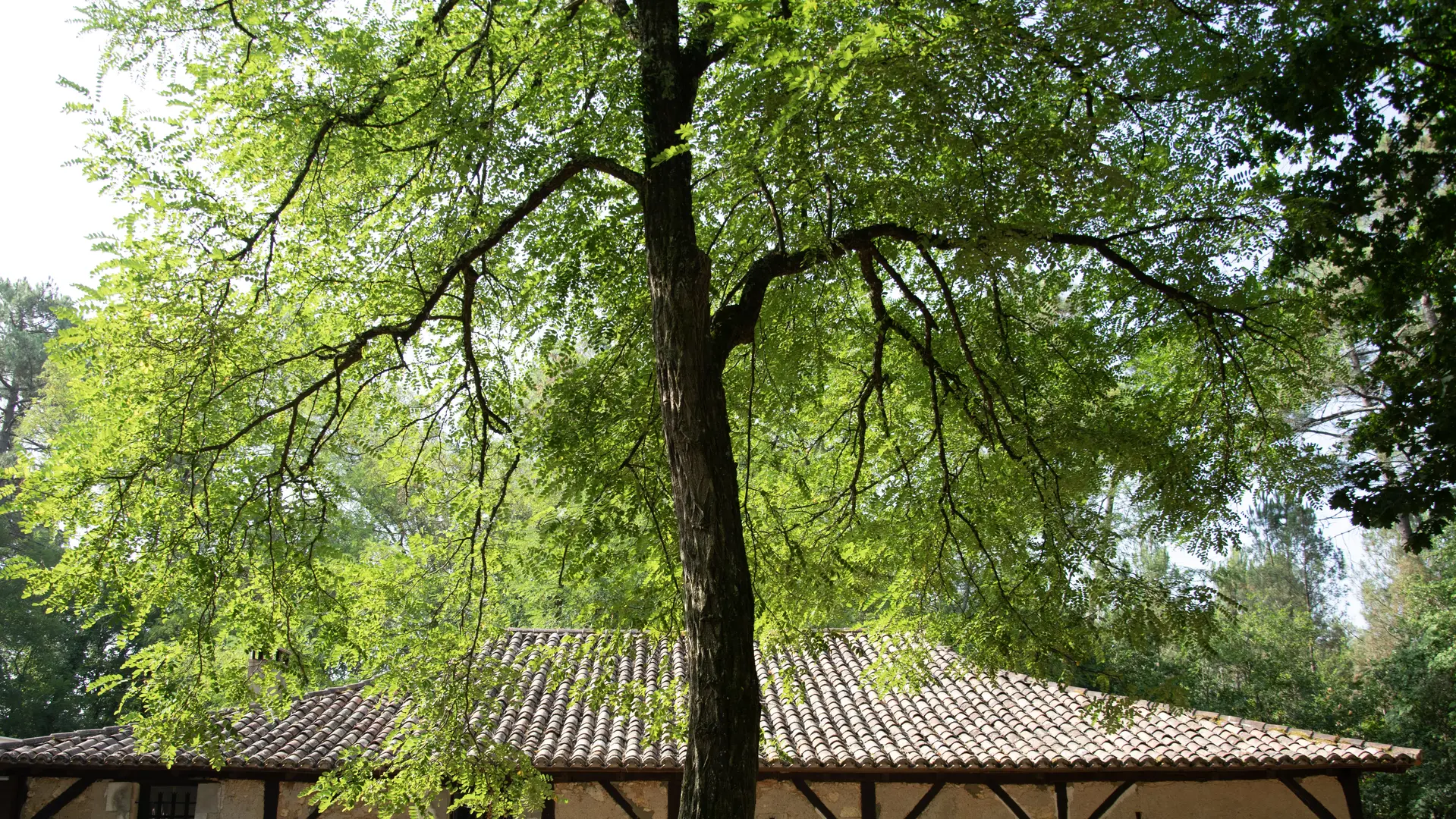 foret-vignoble-grange-beaupouyet-mussidan-toursime-vallee-isle