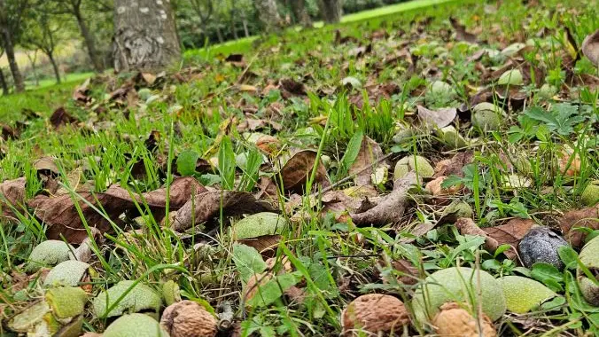 Noyeraie-Domaine-de-Peyrignolles