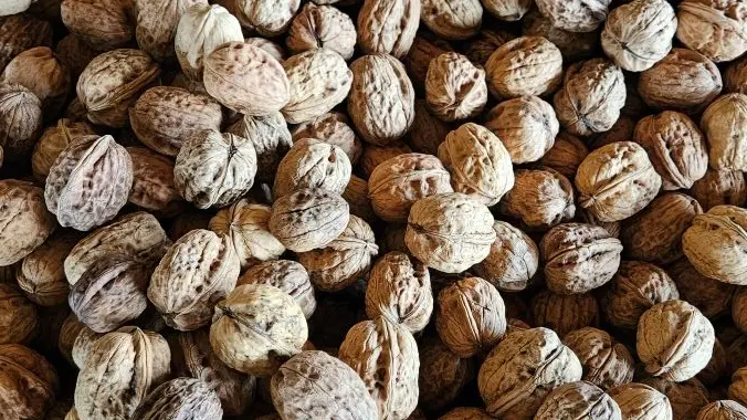 Noix-Domaine-de-Peyrignolles