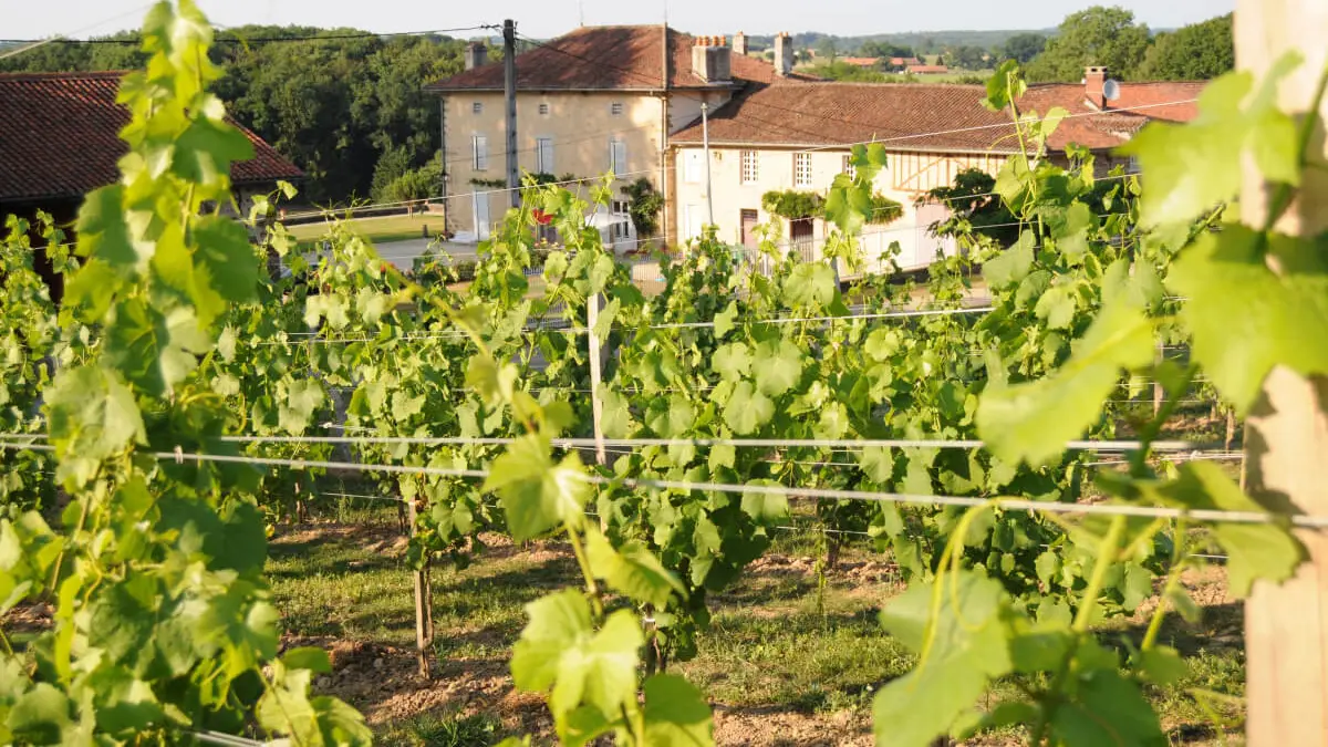 Les Vignes du Repaire de Noblat_2