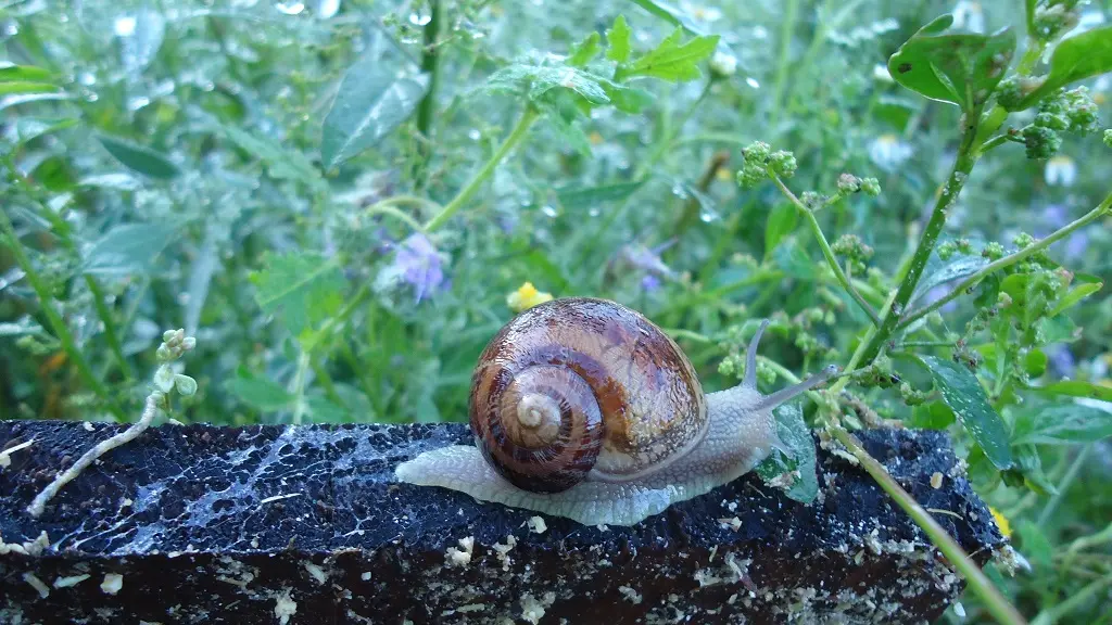 Des Escargots sur un Plateau_3