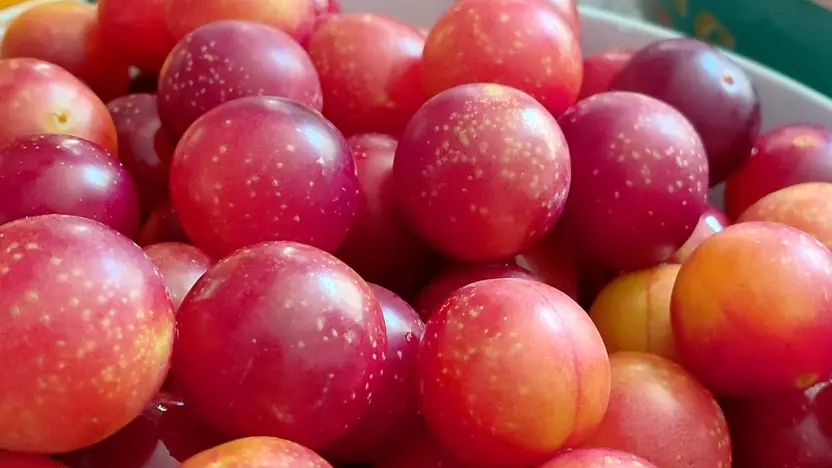 2026 - Ferme La Petite Clavelie RIBERAC