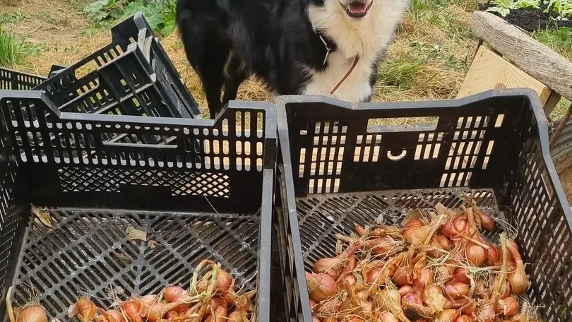 2026 - Ferme La Petite Clavelie RIBERAC