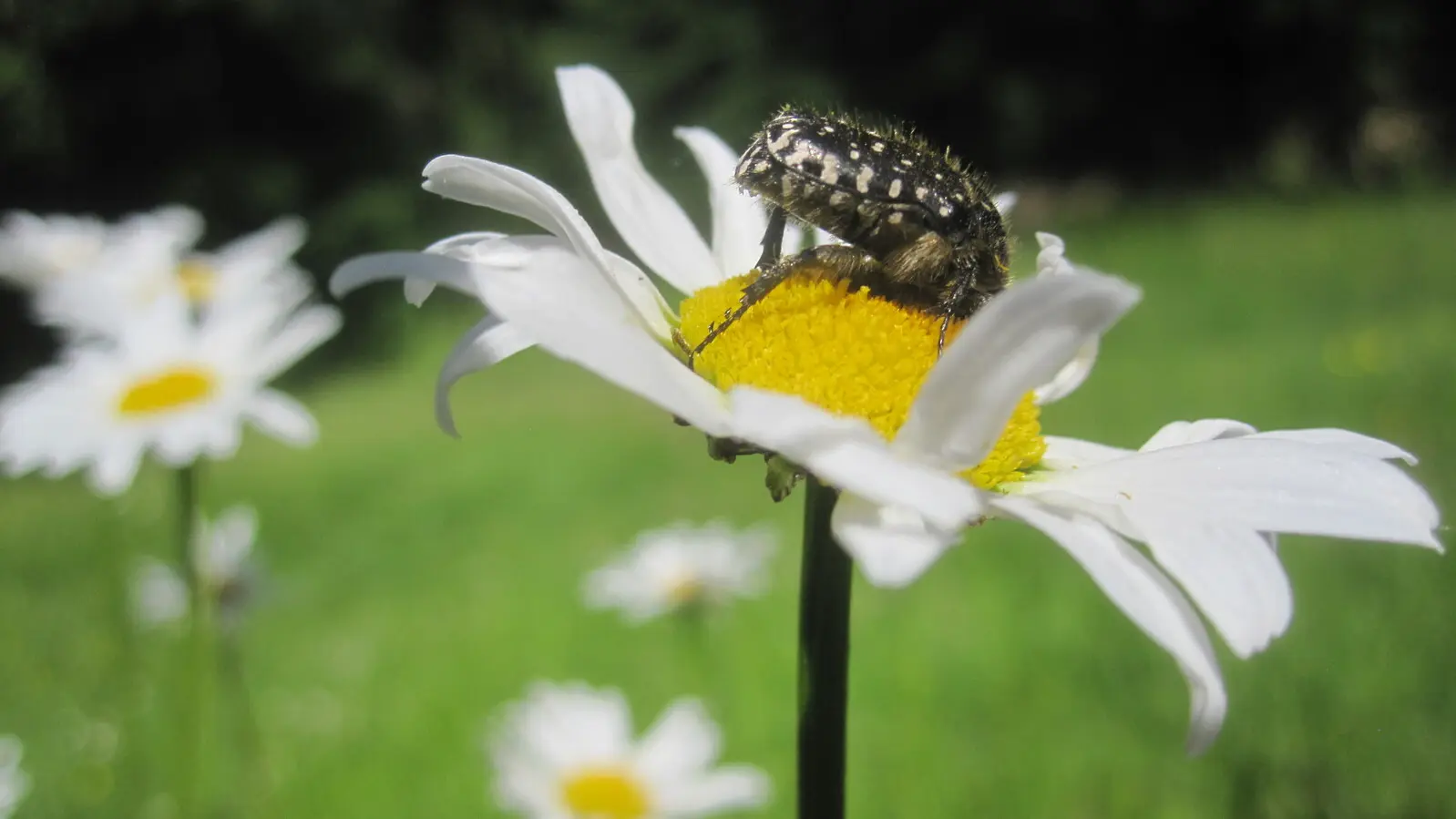 2026 - La Margueritte étoilée - Paussac St Vivien (1)