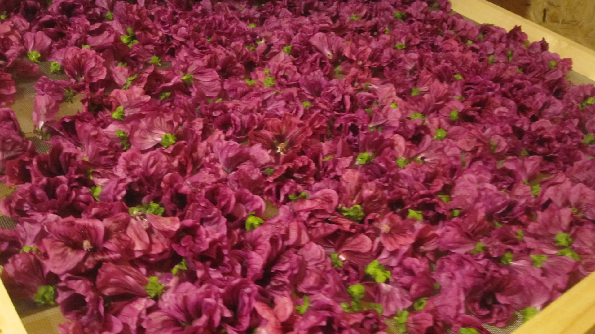 2026 - La Margueritte étoilée - Paussac St Vivien (2)