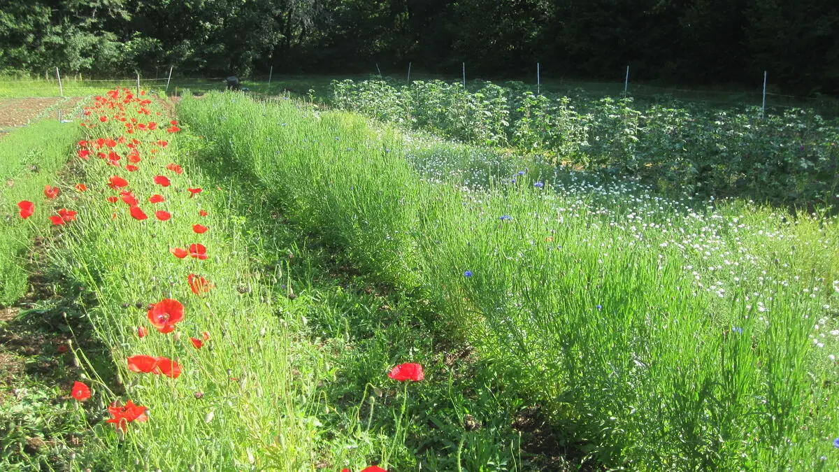 2026 - La Margueritte étoilée - Paussac St Vivien (3)