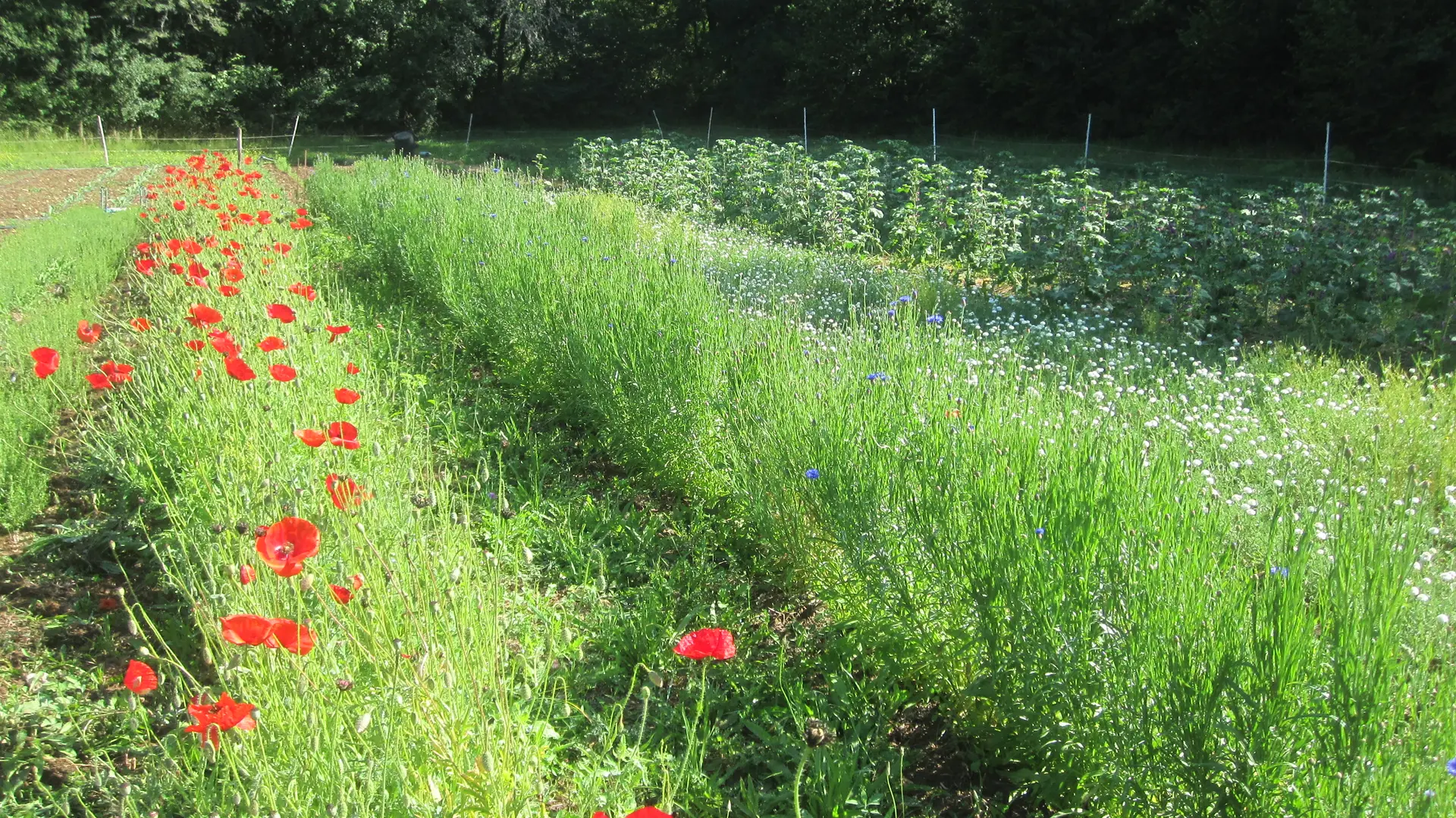 2026 - La Margueritte étoilée - Paussac St Vivien (3)