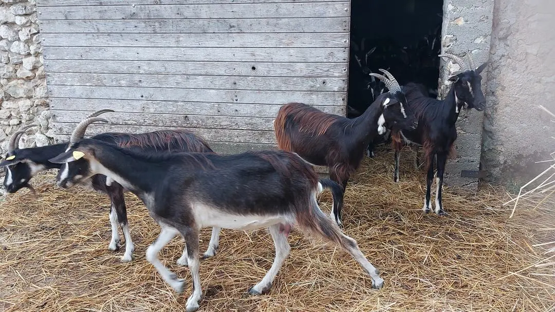 2026 La chèvre se savonne Douchapt (1)