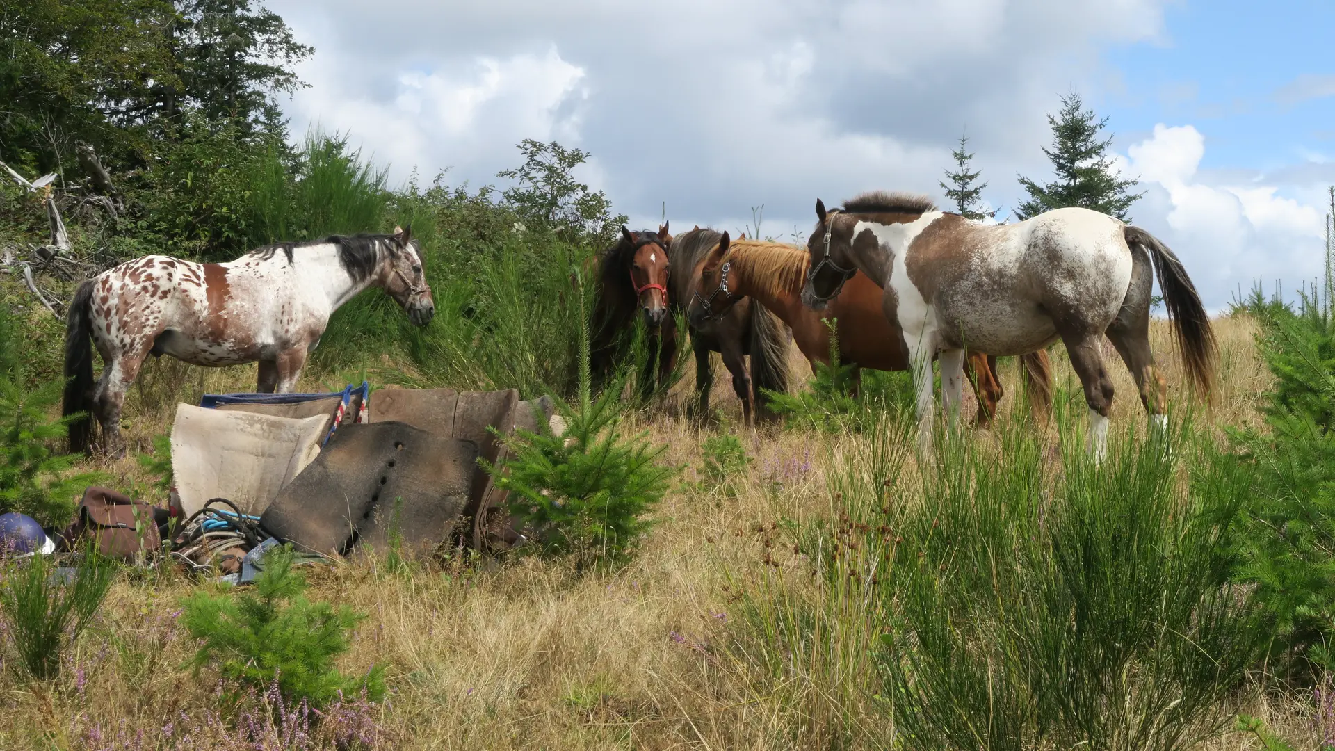 Pause pour les chevaux durant une randonnée écotouristique dans le PNR de Millevaches_4