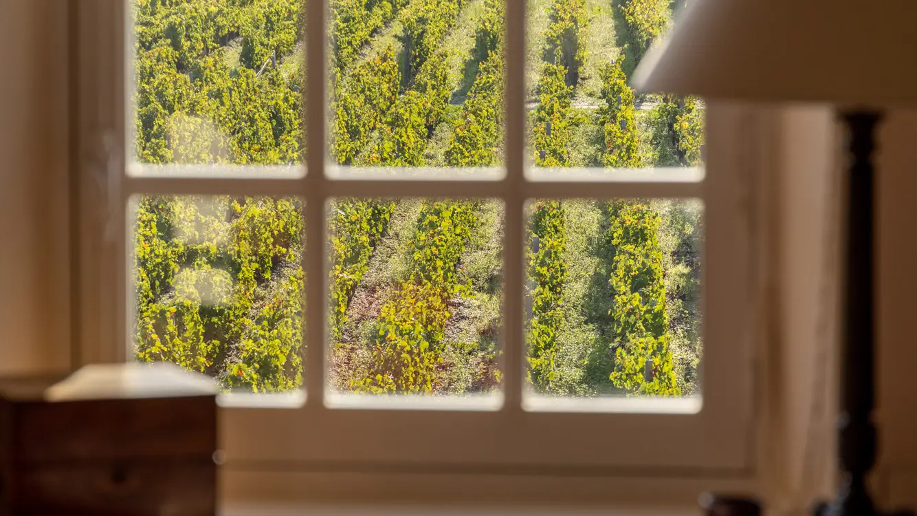 Vue sur les vignes