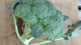 Brocoli_1
