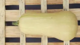 Butternut_2