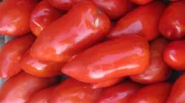 Cornu des andes_4