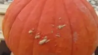 Potimaron_6