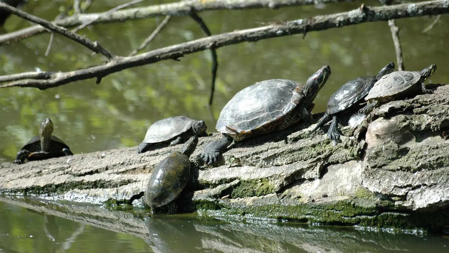 lac des carolins - Lescar - tortue Cistude