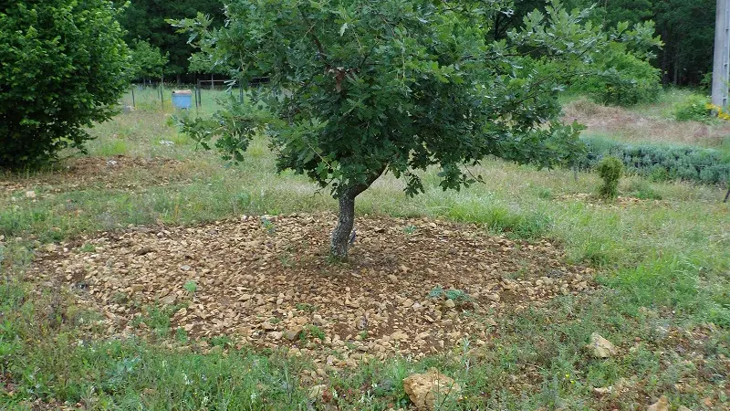 truffiere-garrigue (5)