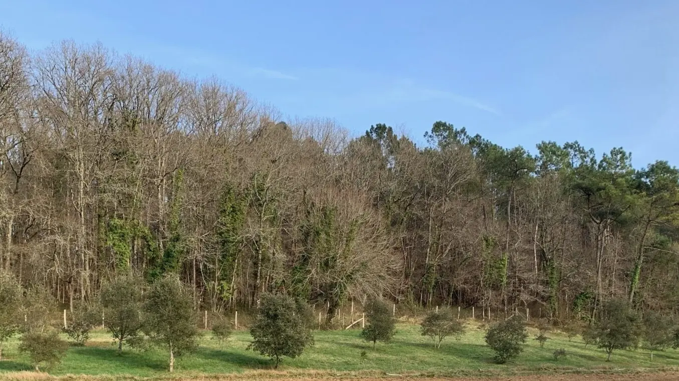 truffière-eygas-vivas