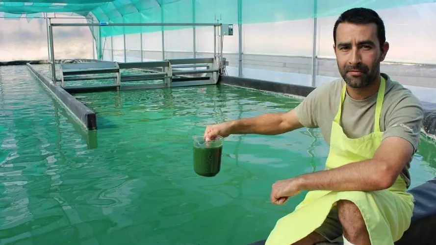 Bassin spiruline