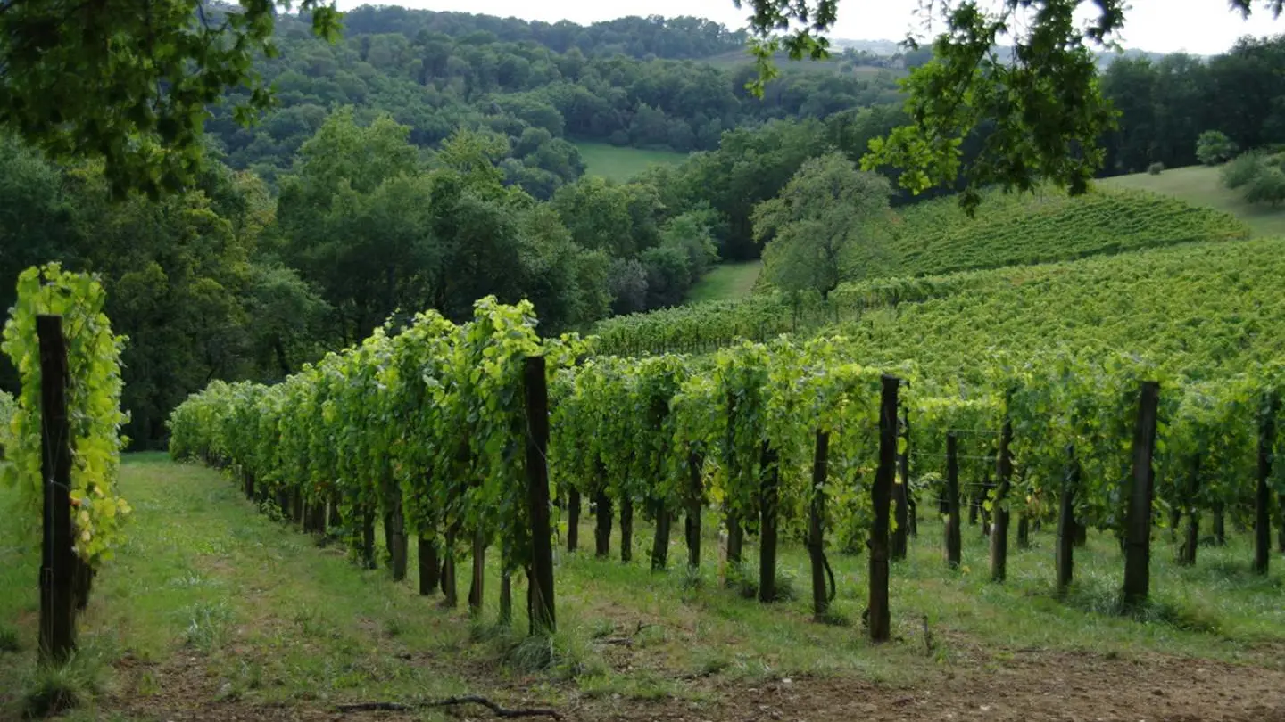 Domaine Vignau La Juscle - Aubertin - vignoble