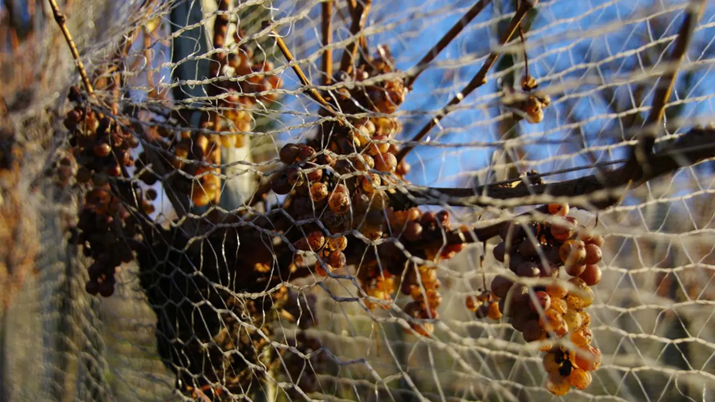 Domaine Vignau La Juscle - Aubertin - filet de protection