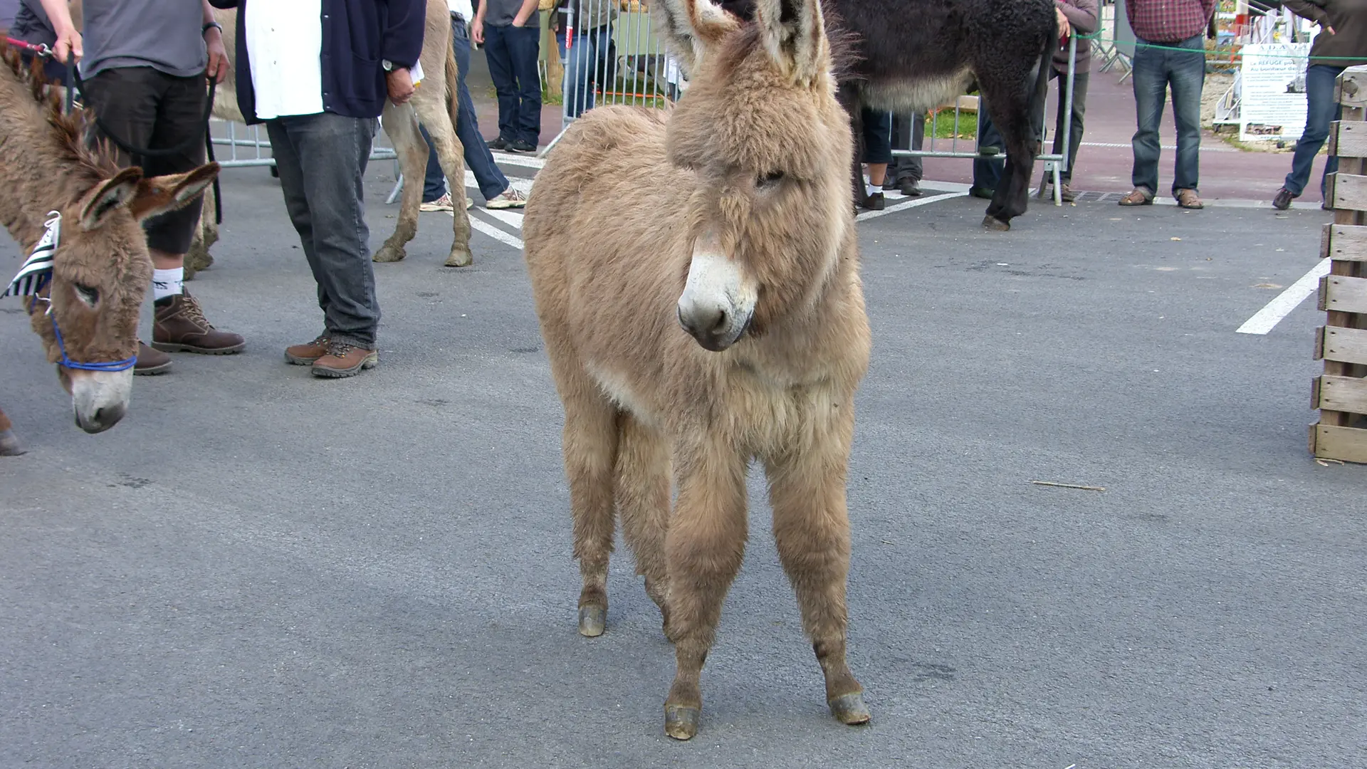 Ânon