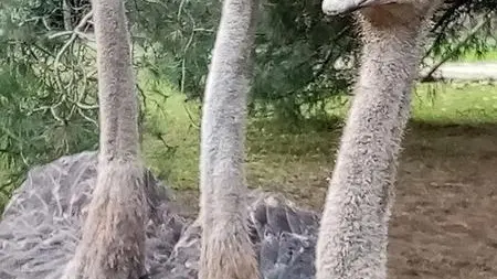 Autruche Ferme avicole des Grands Champs