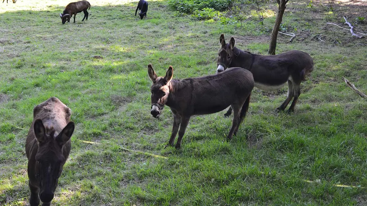 Camping Domaine de la Grande Veyière à Molières