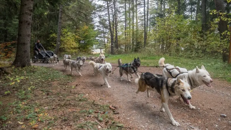 Cani Kart