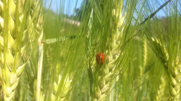 Champ Vert orge Coccinelle