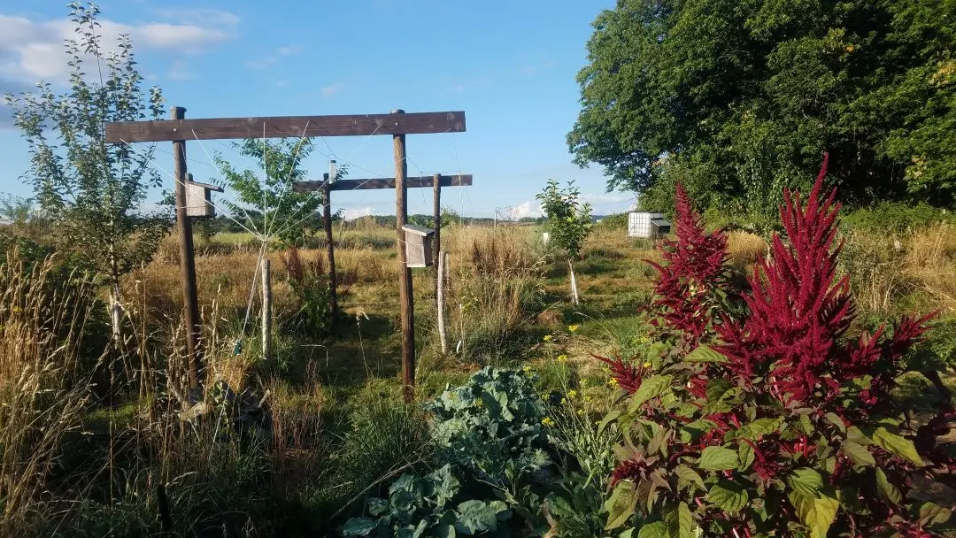 Conception jardin-foret