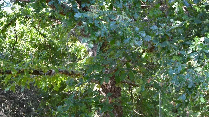 Clos-St-Germain (27)