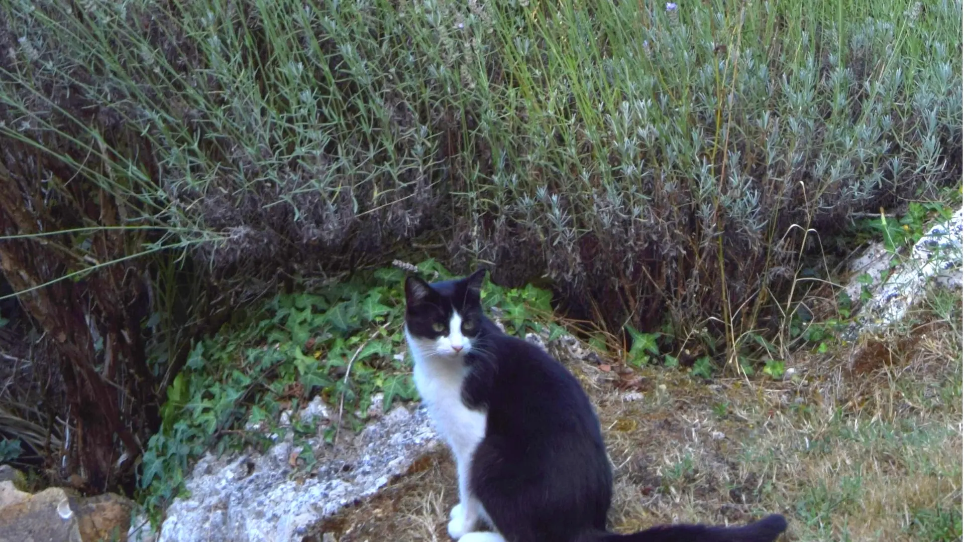 Clos-St-Germain-Chalet-Topette