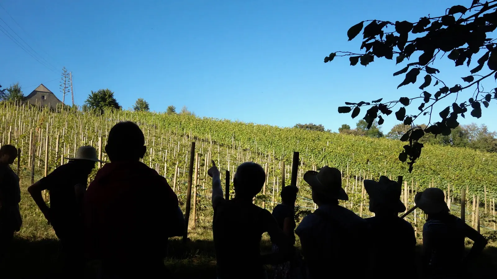 Domaine Latapy - Gan - visites