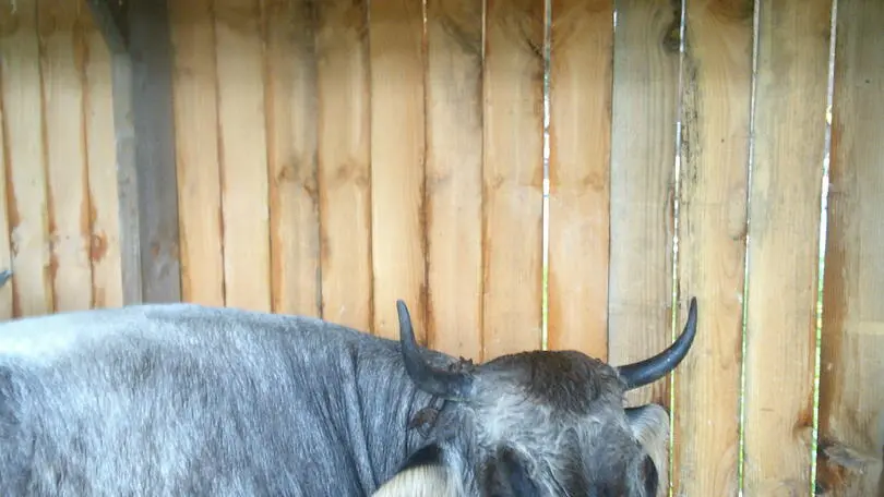 Vache