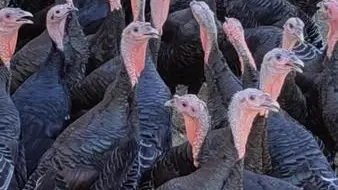 Dindons ferme avicole des grands champs