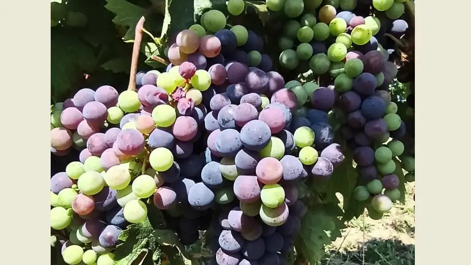 Domaine de Sauban