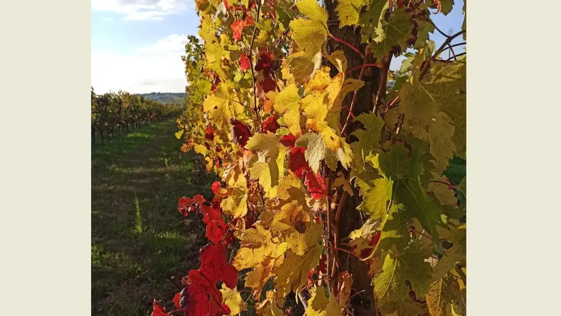 Domaine de Sauban
