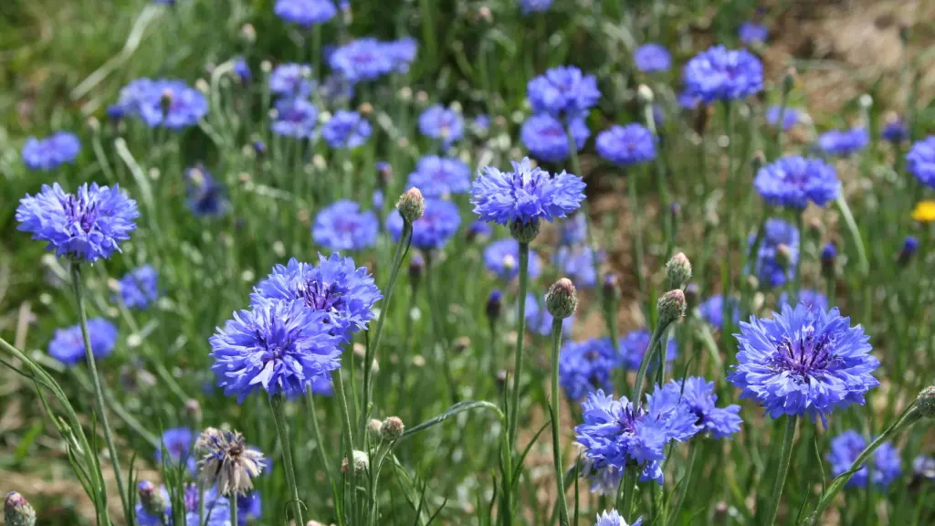 Ferme Alpa - bleuets