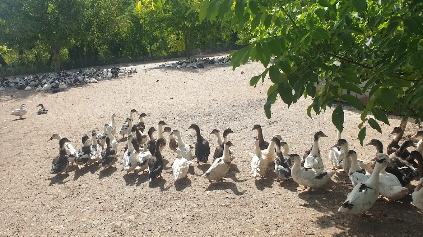 Ferme LaFayas Fabrice Rabouan (3)