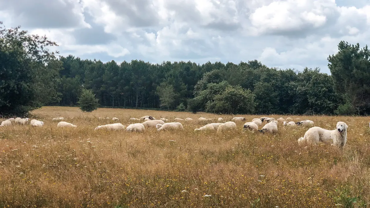 Ferme cinsi troupeau