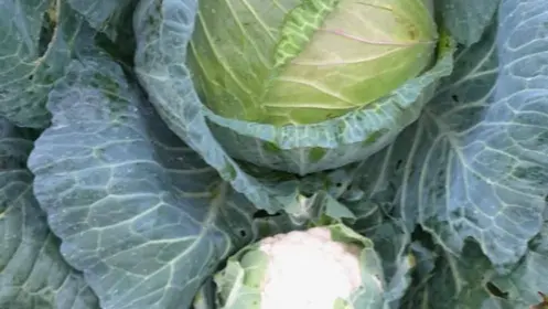 Ferme-de-Brion-Montpon-choux-vallee-isle-perigord