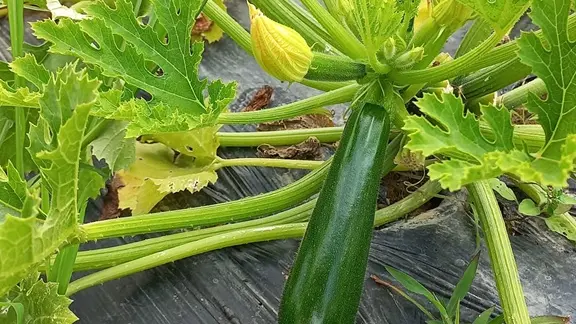 Ferme-de-Brion-Montpon-courgettes-vallee-isle-perigord