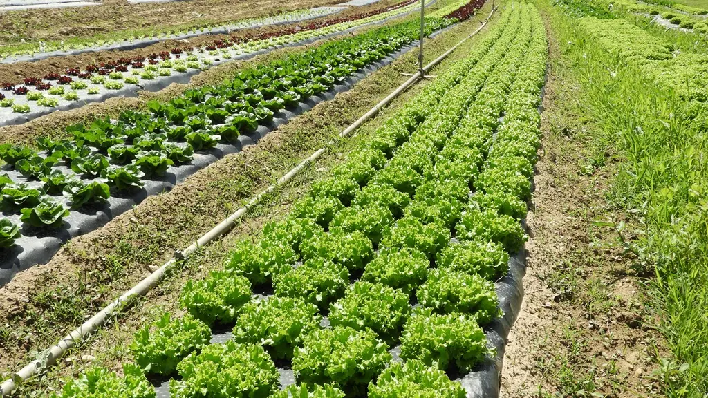 Ferme-de-Brion-Montpon-legumes-salade-terre-a-vallee-isle-perigord