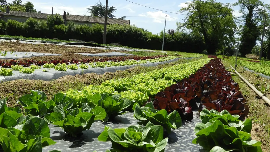 Ferme-de-Brion-Montpon-legumes-salade-terre-vallee-isle-perigord