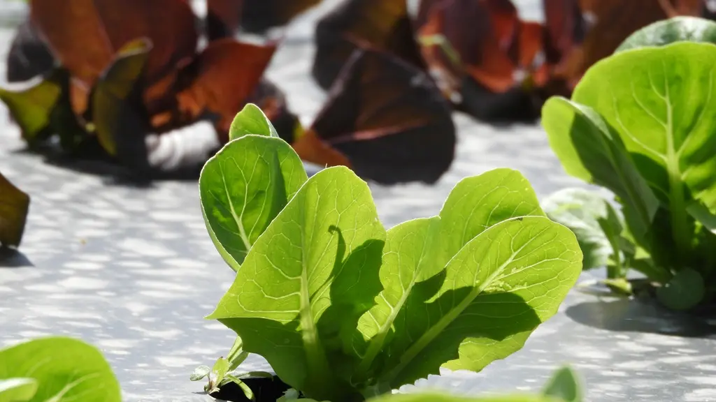 Ferme-de-Brion-Montpon-pieds-salade-vallee-isle-perigord