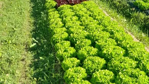 Ferme-de-Brion-Montpon-salade-vallee-isle-perigord
