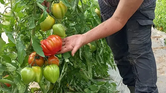Ferme-de-Brion-Montpon-tomate-vallee-isle-perigord