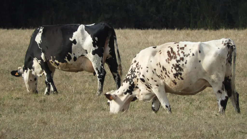Ferme-de-Brion-Montpon-vache-pres-vallee-isle-perigord