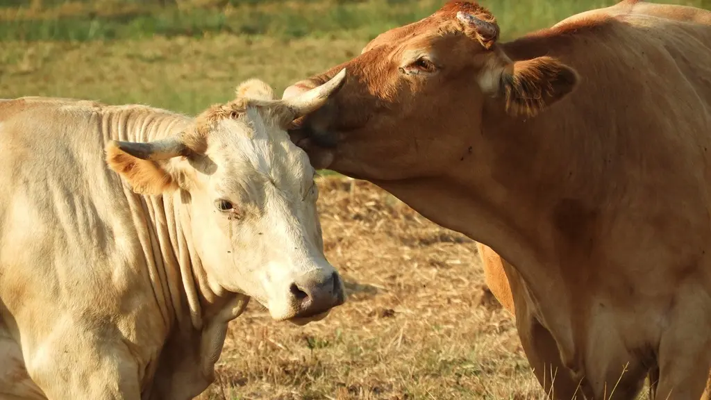 Ferme-de-Brion-Montpon-vaches-vallee-isle-perigord