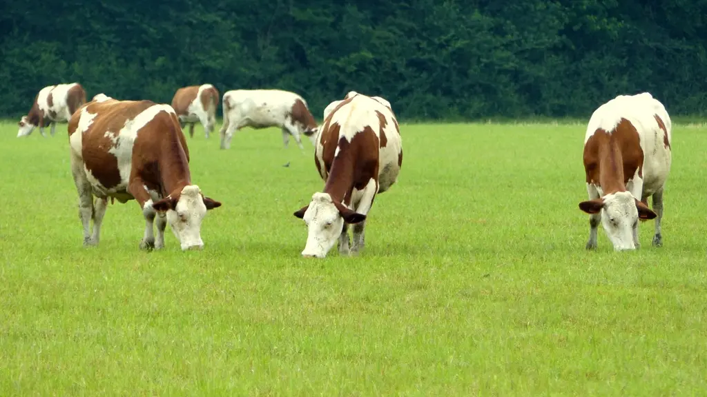 Ferme-de-Brion-Montpon-vaches-a-vallee-isle-perigord